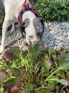 Molly, a Adoptable mixed breed in Watertown, WI image 4/6