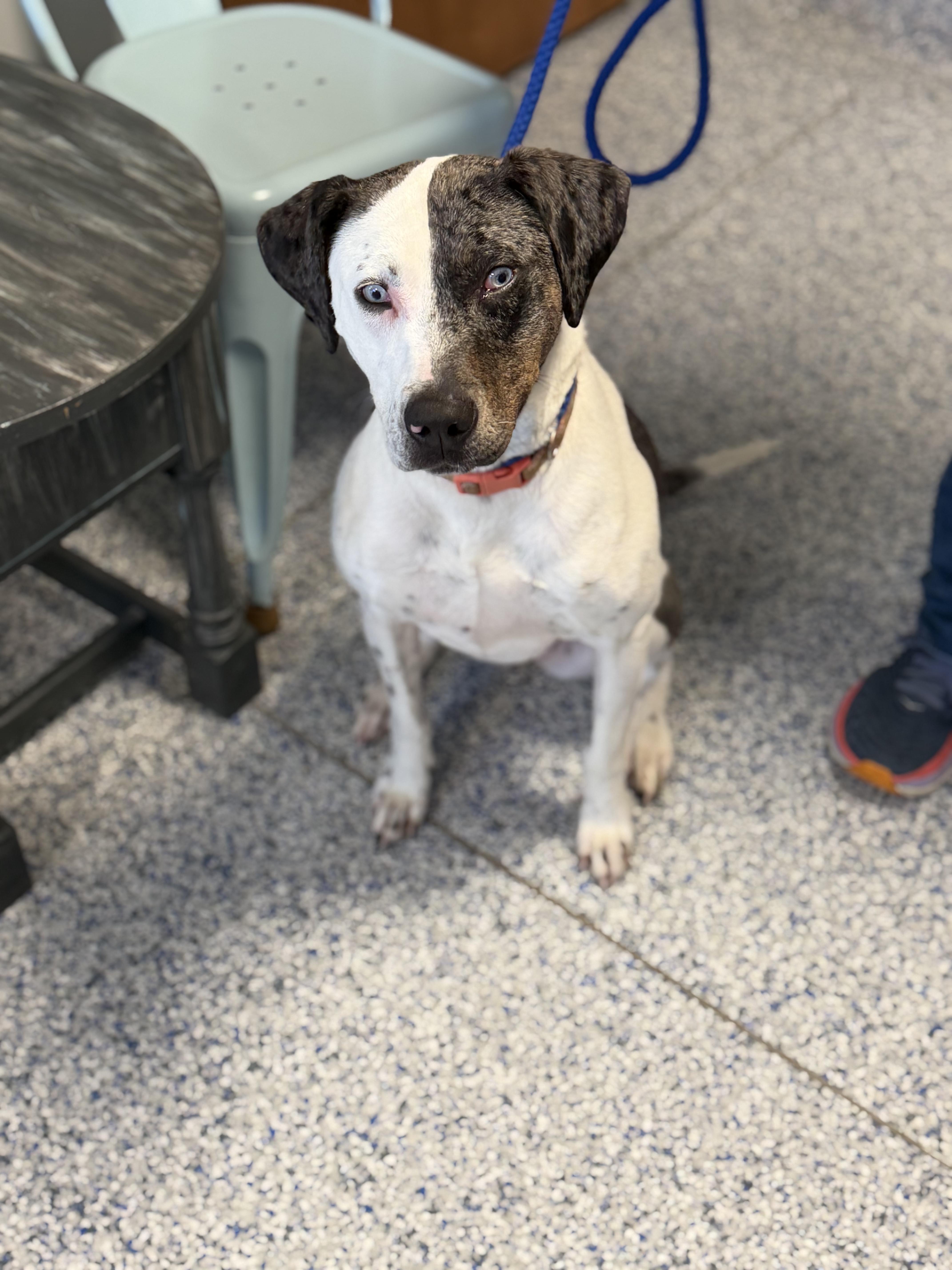 Enlarge Molly, a Adoptable mixed breed in Watertown, WI image 3/6