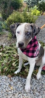 Molly, a Adoptable mixed breed in Watertown, WI image 2/6