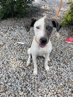 Molly, a Adoptable mixed breed in Watertown, WI image 1/6