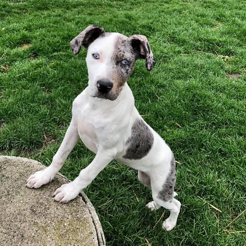 Molly, a Adoptable mixed breed in Watertown, WI image 3/6