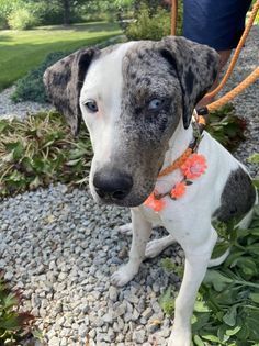 Molly, a Adoptable mixed breed in Watertown, WI image 5/6