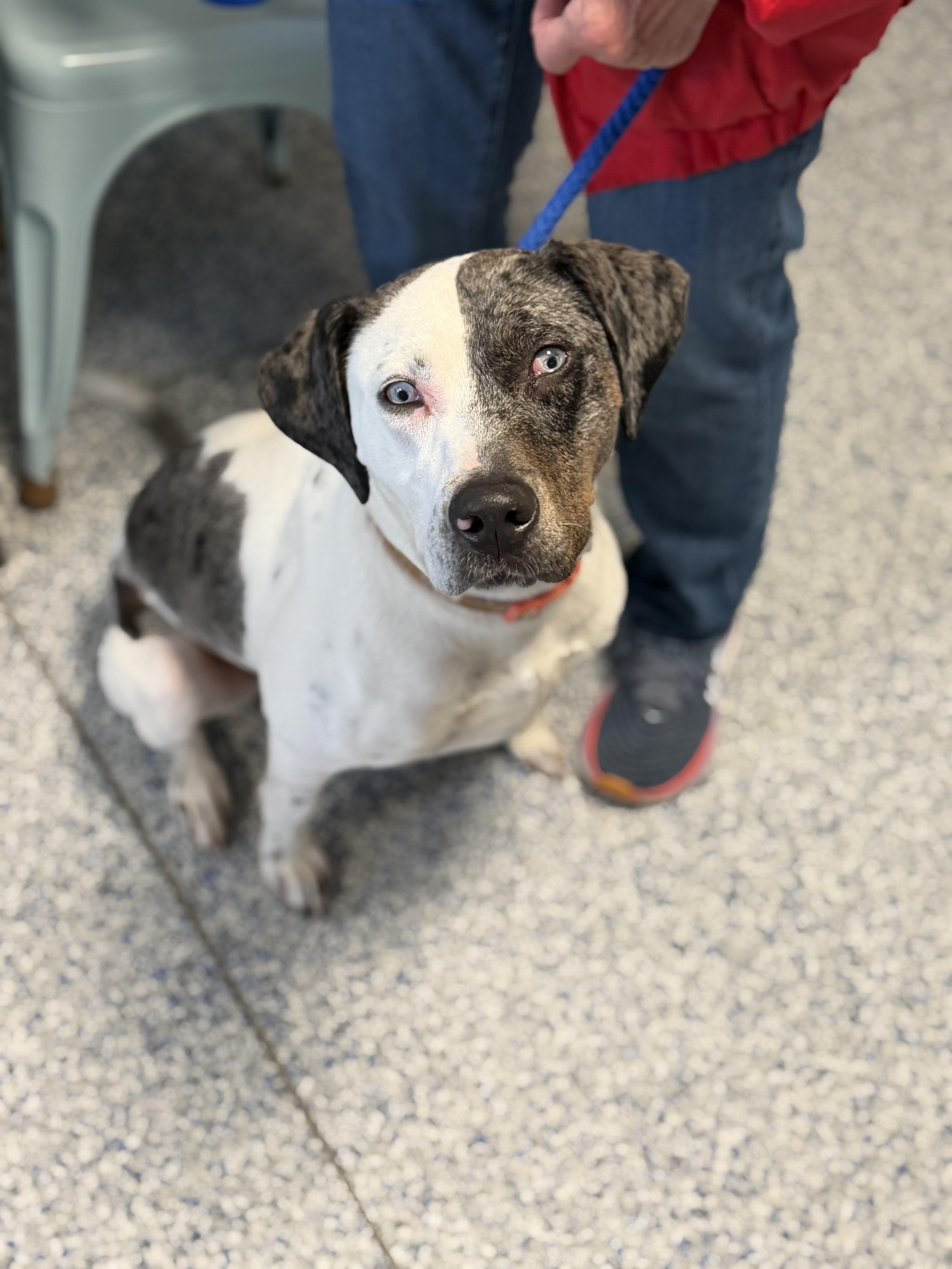 Enlarge Molly, a Adoptable mixed breed in Watertown, WI image 1/6
