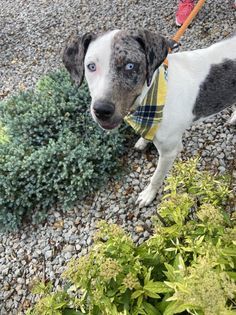 Molly, a Adoptable mixed breed in Watertown, WI image 6/6