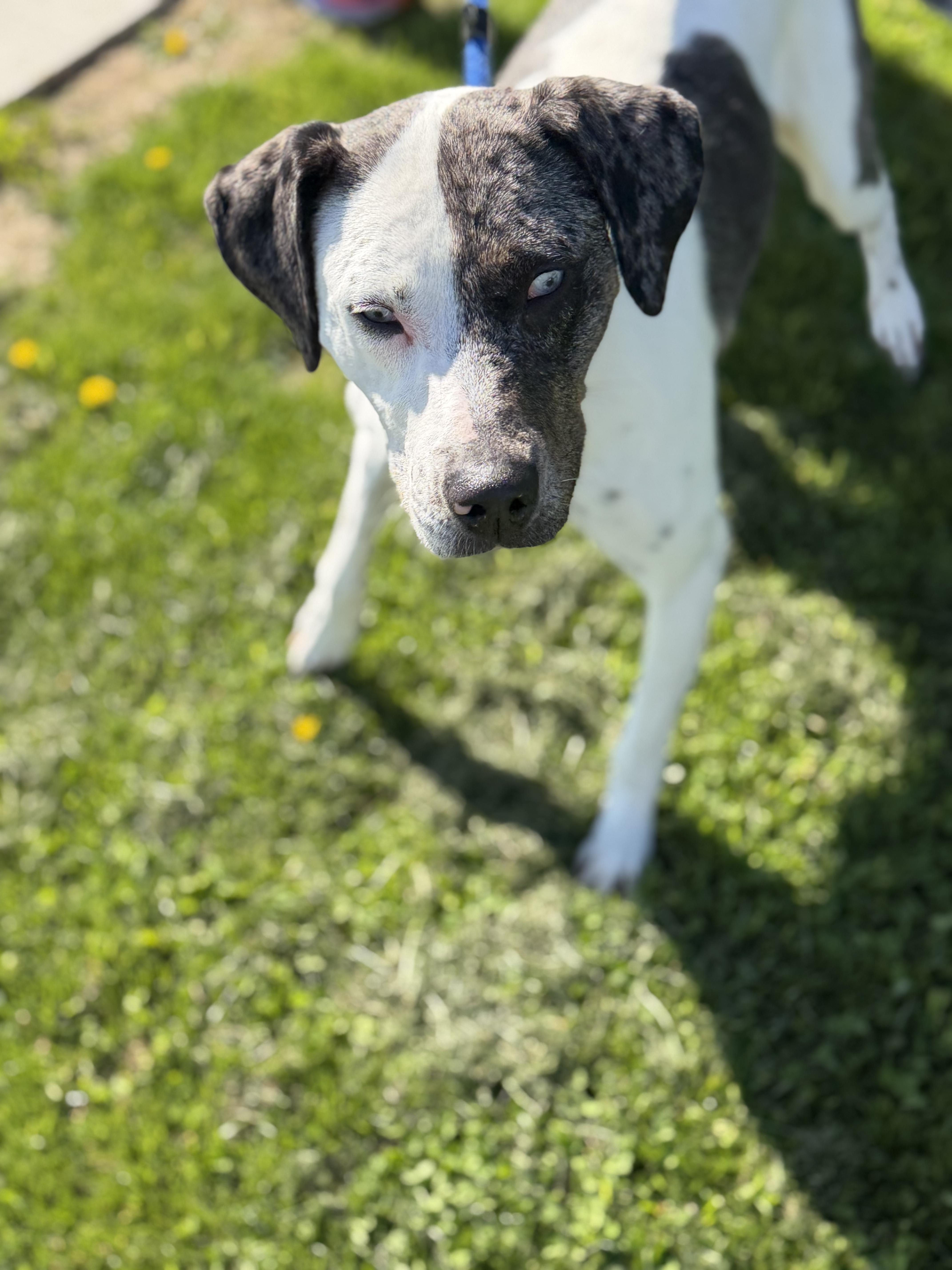 Enlarge Molly, a Adoptable mixed breed in Watertown, WI image 4/6
