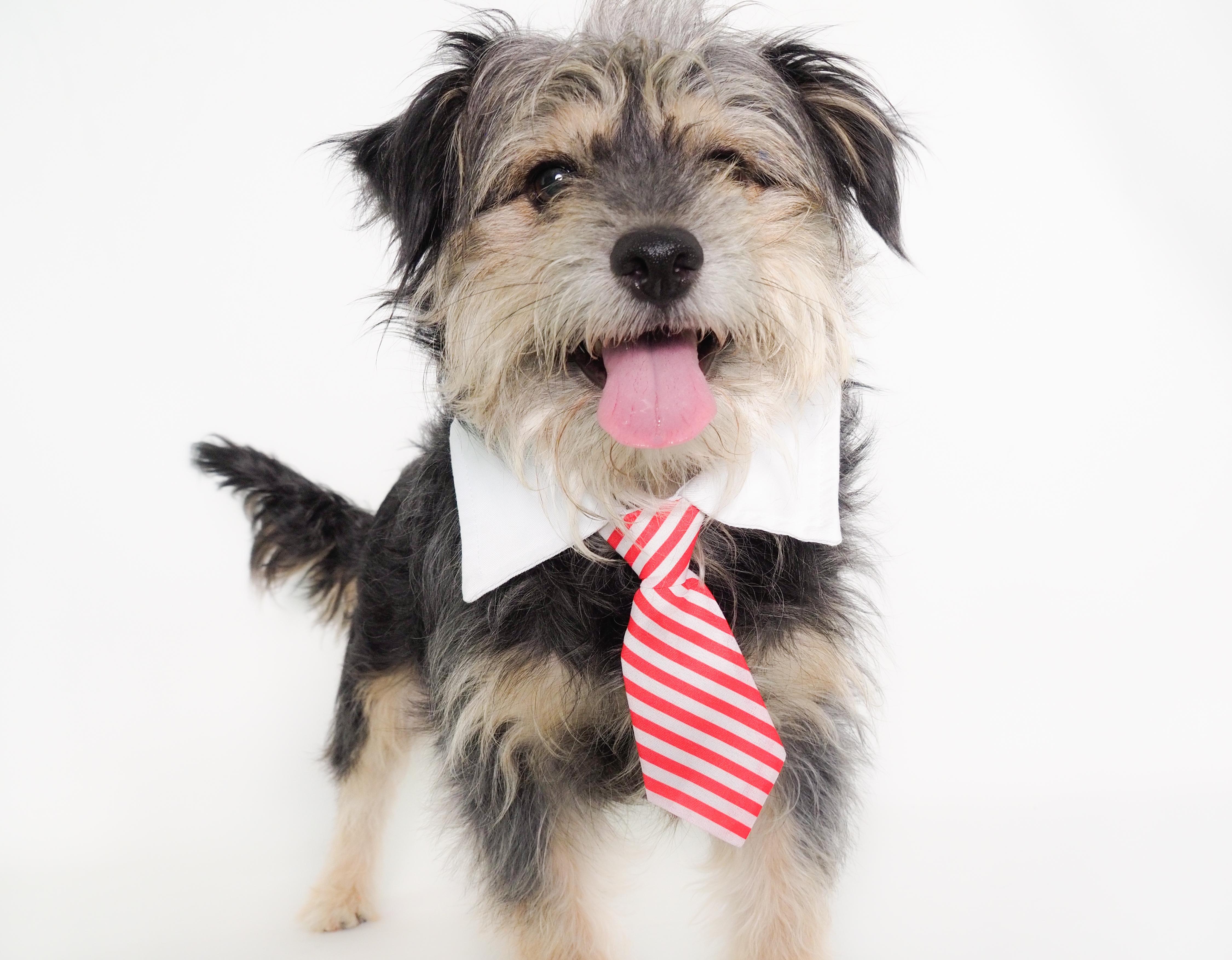 Biggie, a ADOPTABLE mixed breed in PHOENIX, AZ image 4/5