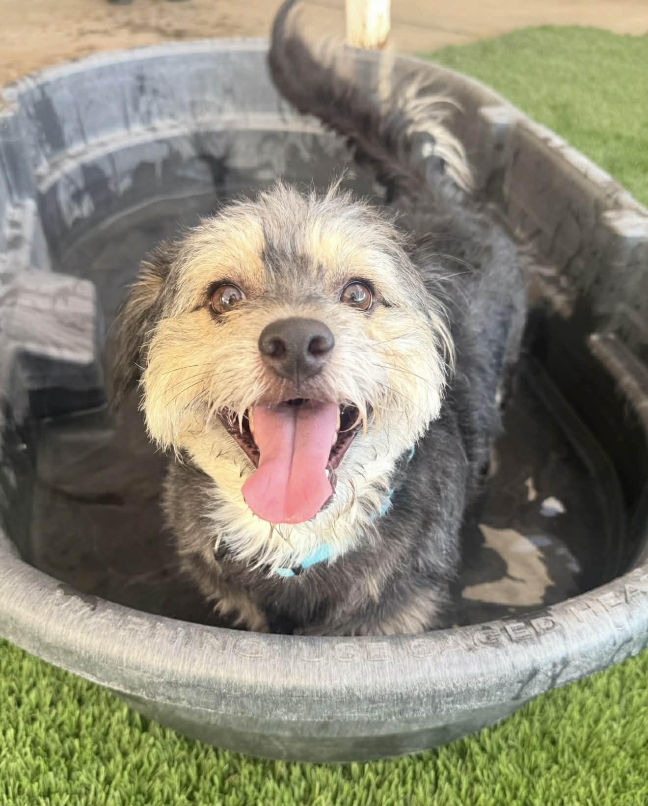 Biggie, a ADOPTABLE mixed breed in PHOENIX, AZ image 2/5