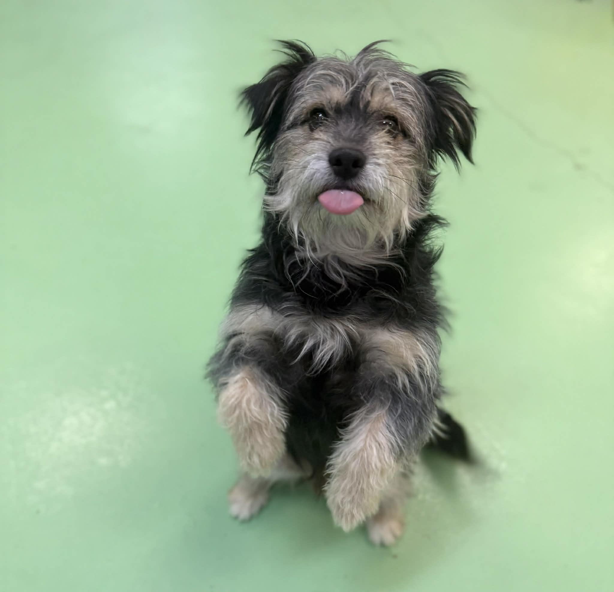 Biggie, a ADOPTABLE mixed breed in PHOENIX, AZ image 5/5