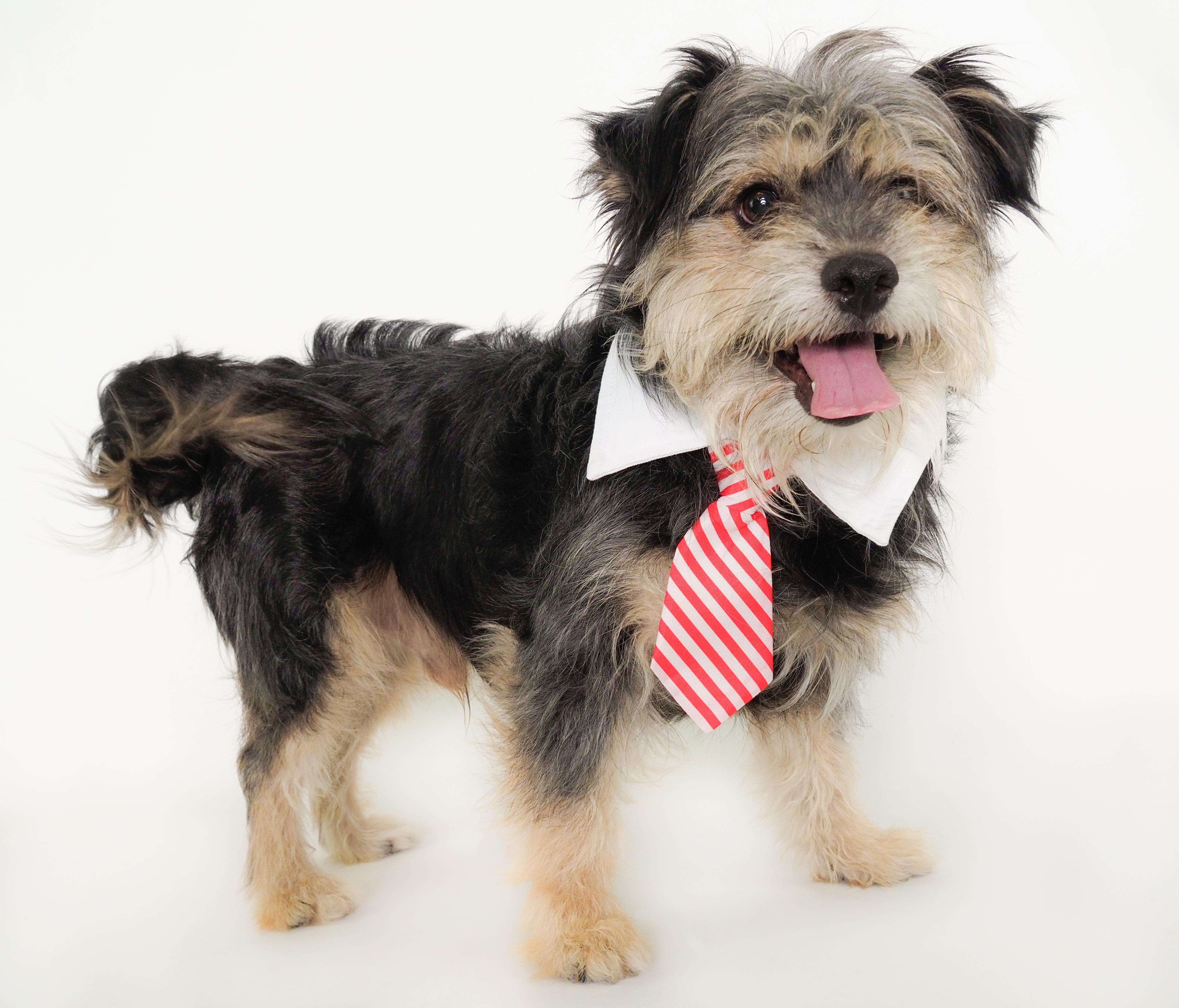 Biggie, a ADOPTABLE mixed breed in PHOENIX, AZ image 1/5