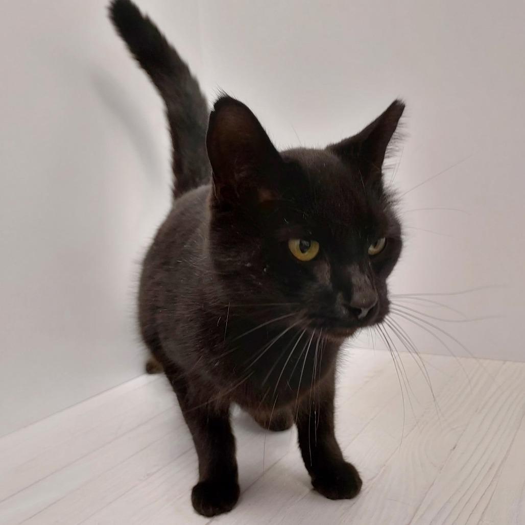 Enlarge Grace, a Adoptable Domestic Short Hair in Dayton, OH image 1/5