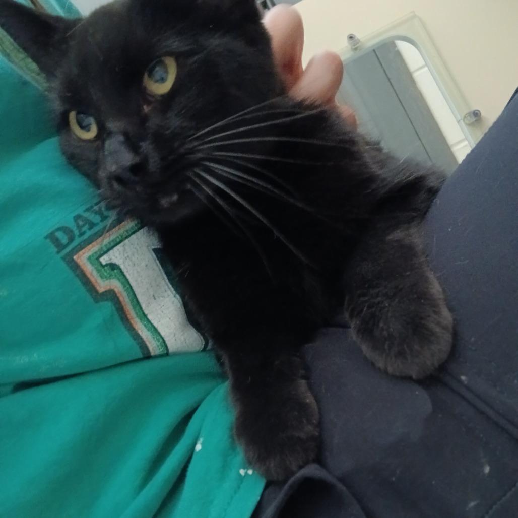 Enlarge Grace, a Adoptable Domestic Short Hair in Dayton, OH image 4/5