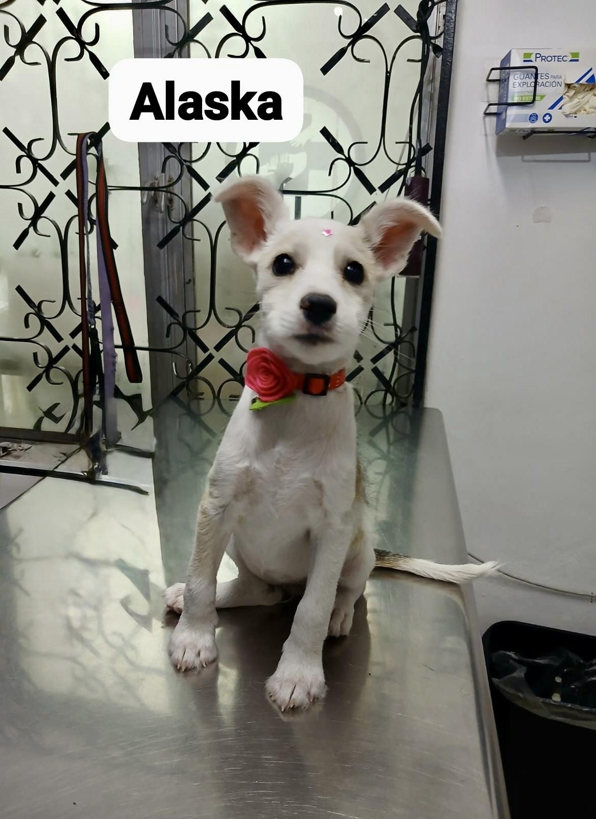 Alaska, Adopted, Young Female Miniature Poodle.