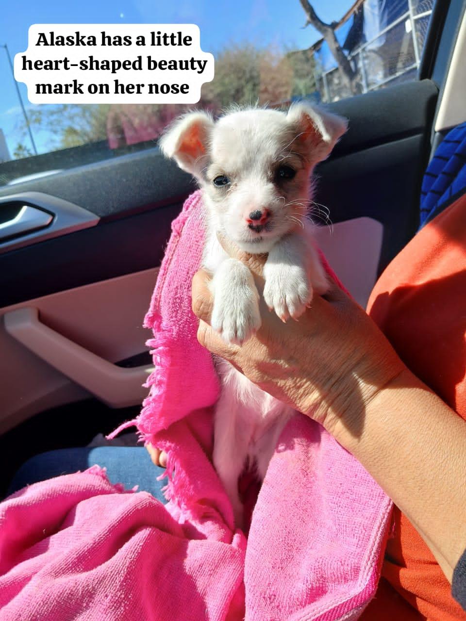 Alaska, a Adopted mixed breed in Tucson, AZ image 2/4