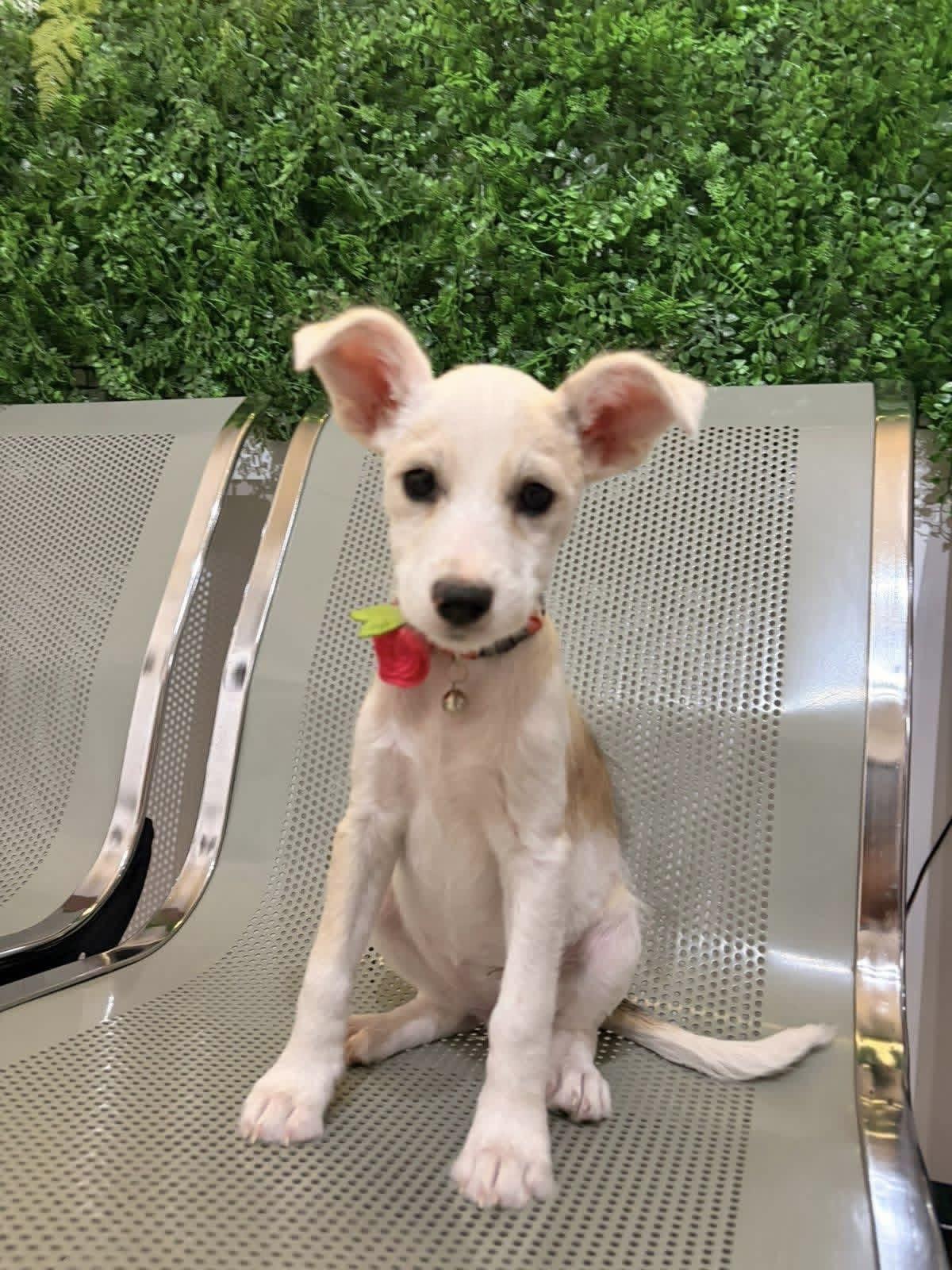 Alaska, a Adopted mixed breed in Tucson, AZ image 3/4