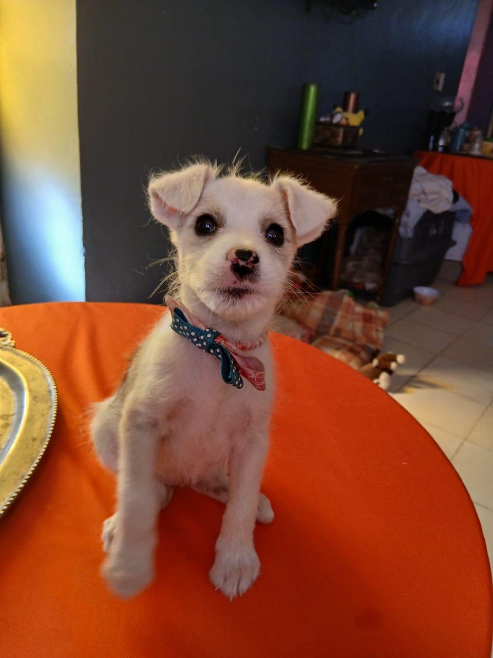 Alaska, a Adopted mixed breed in Tucson, AZ image 4/4