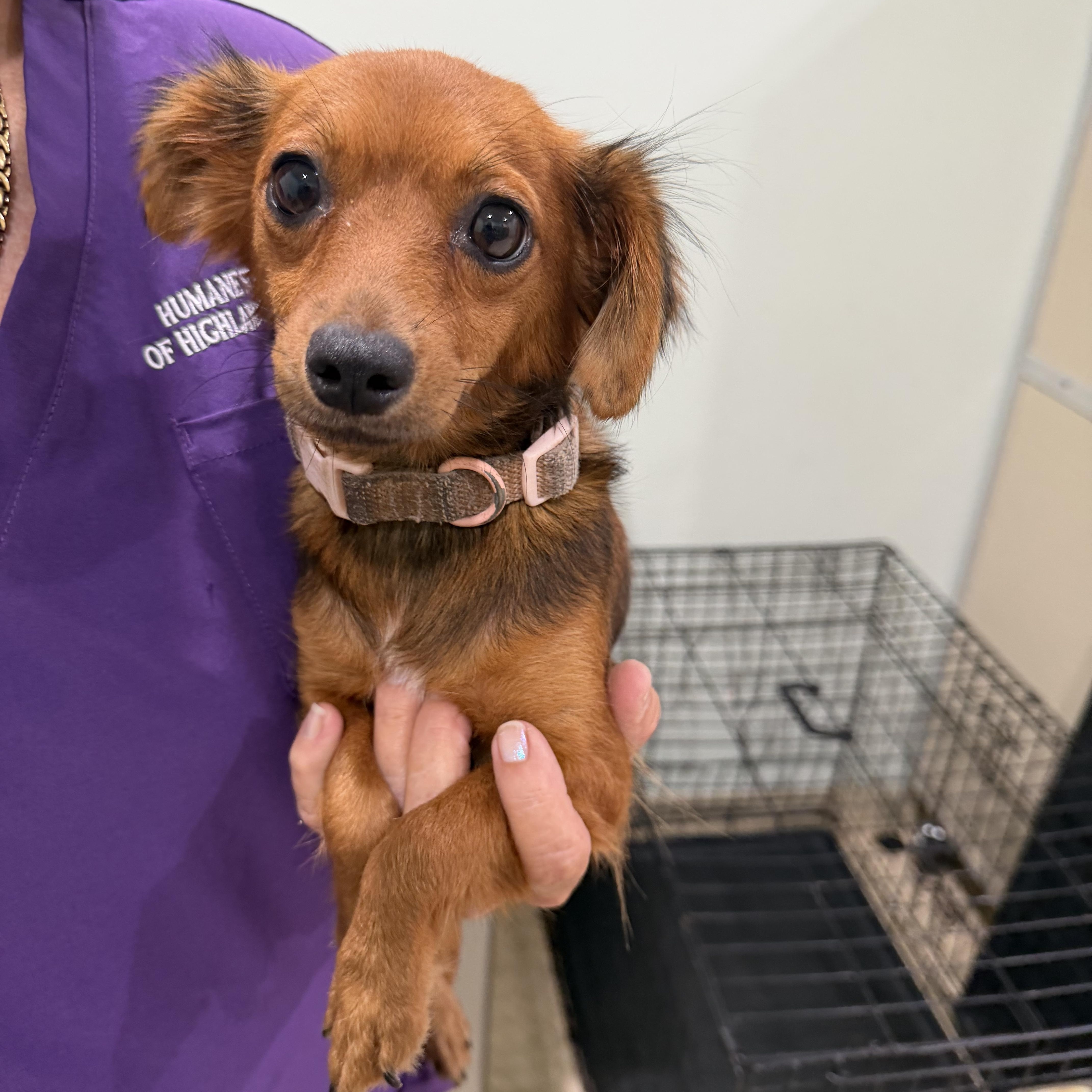 Chickadee, adopted, Young Female Chiweenie.