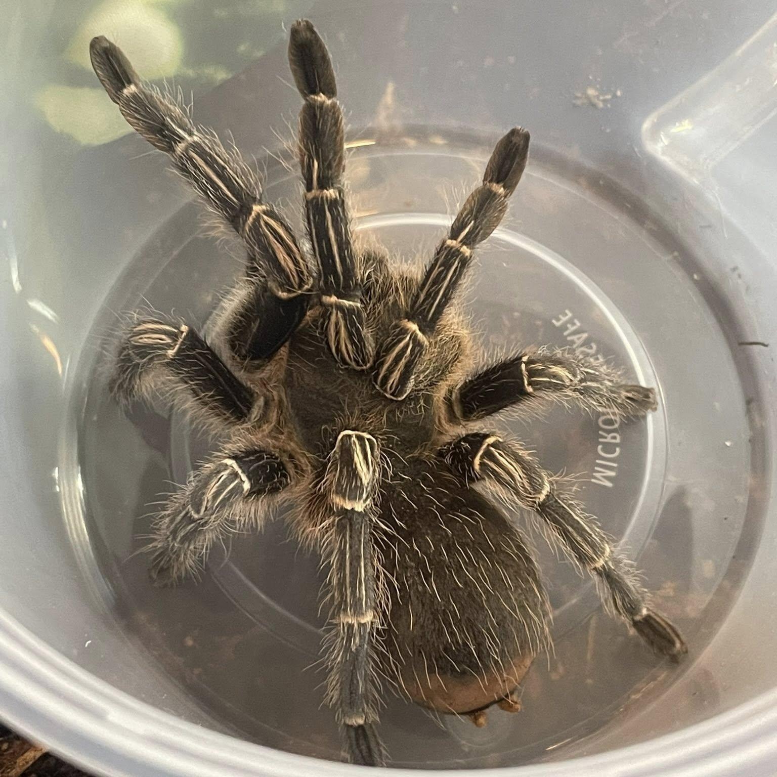 Stripe knee tarantula, adopted, Adult Unknown Tarantula.