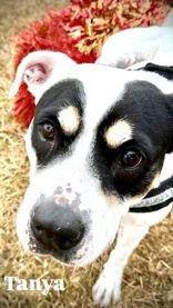 Tanya — thumbnail 3