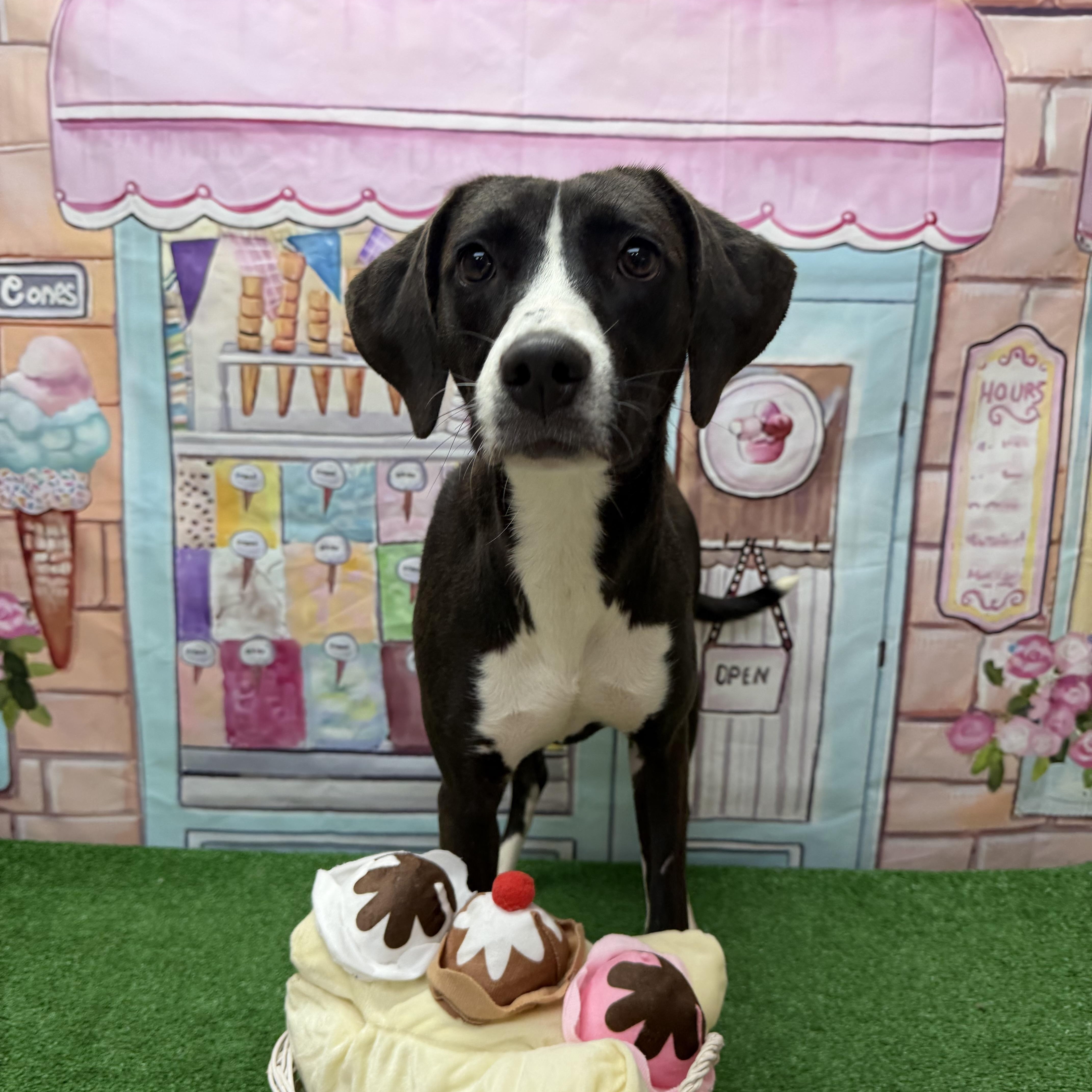 Cowgirl, a ADOPTABLE mixed breed in Statesboro, GA image 6/6