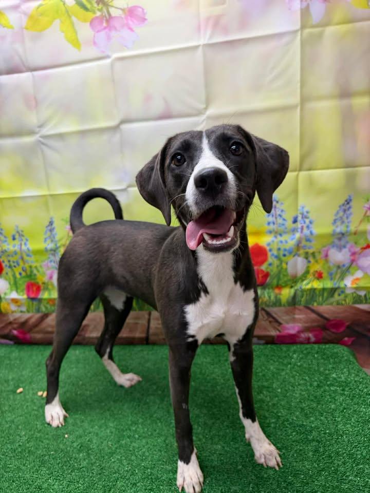 Cowgirl, a ADOPTABLE mixed breed in Statesboro, GA image 2/6