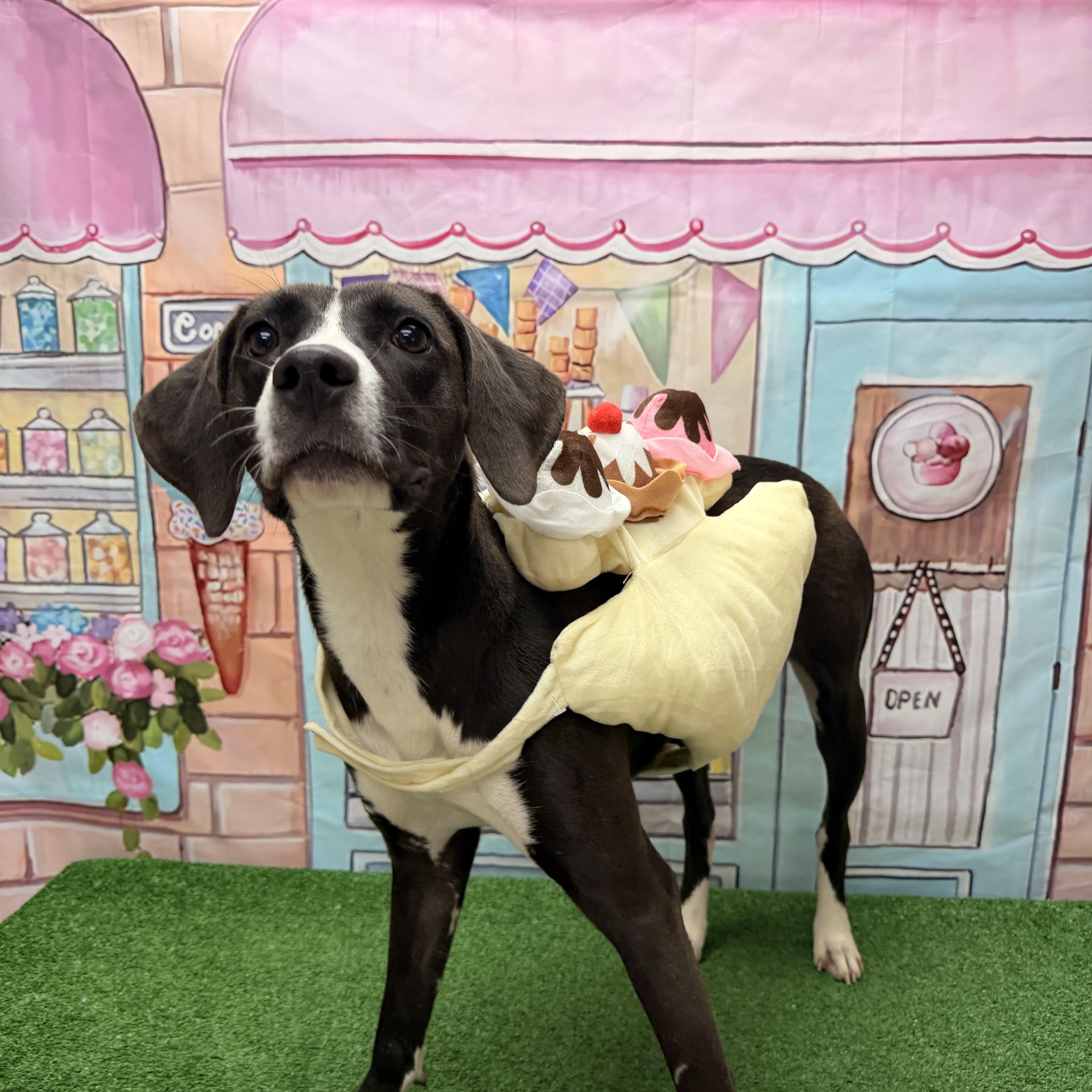 Cowgirl, a ADOPTABLE mixed breed in Statesboro, GA image 5/6