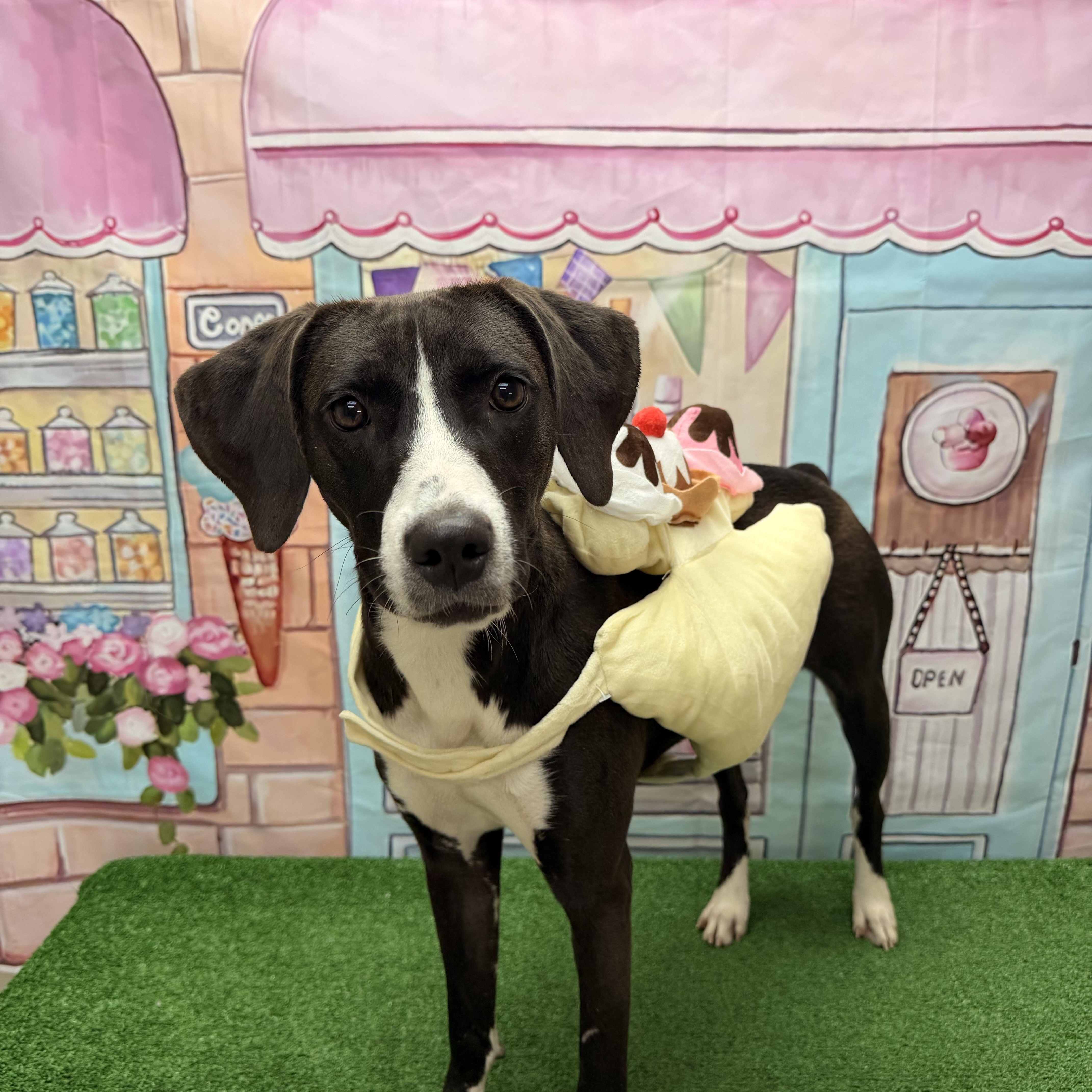 Cowgirl, ADOPTABLE, Young Female Hound & Pit Bull Terrier.