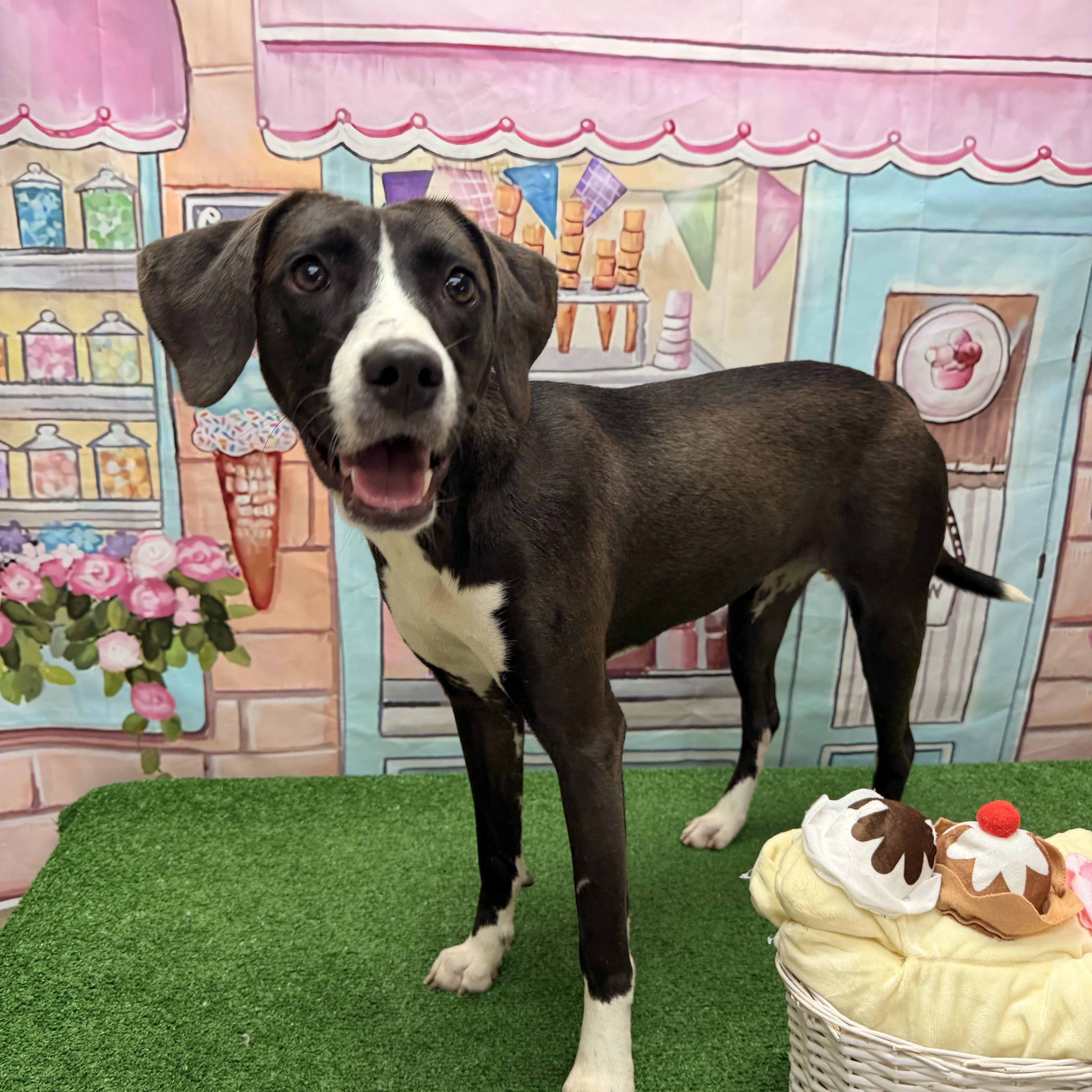 Cowgirl, a ADOPTABLE mixed breed in Statesboro, GA image 4/6