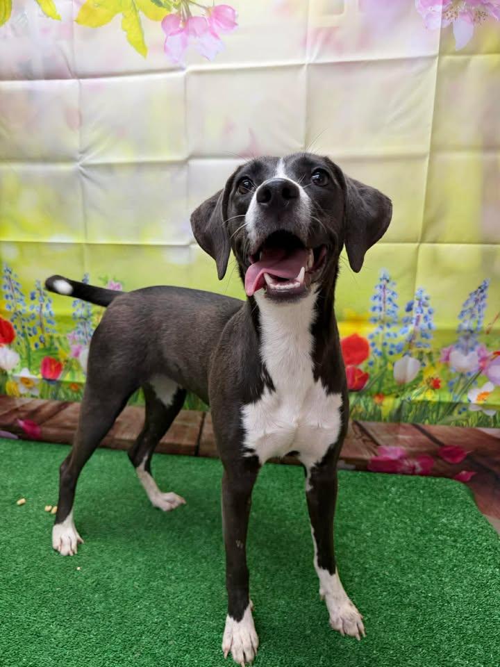 Cowgirl, a ADOPTABLE mixed breed in Statesboro, GA image 3/6