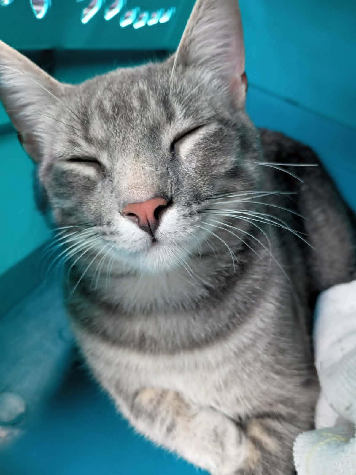 Johnny, ADOPTABLE, Young Male Domestic Short Hair.