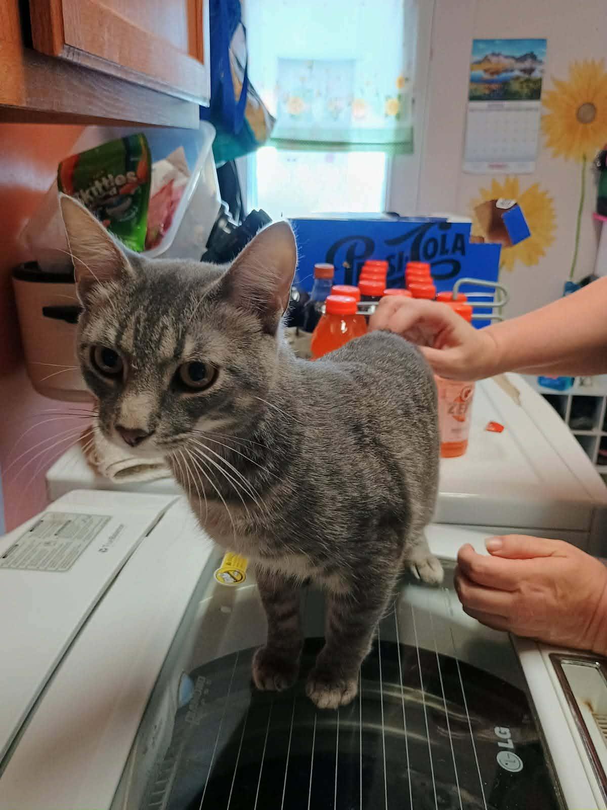 Johnny, a ADOPTABLE Domestic Short Hair in Waynetown, IN image 2/2