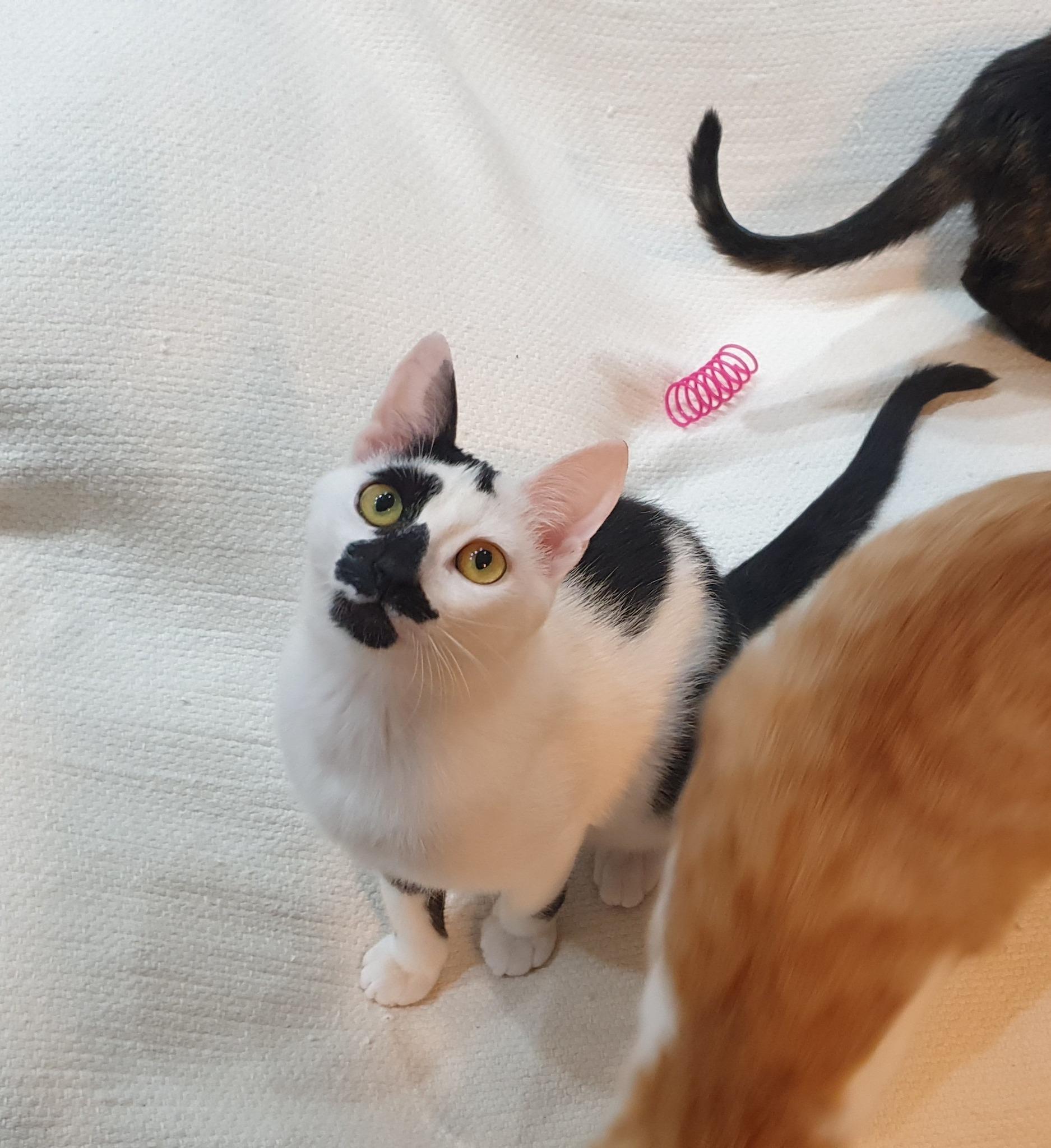 Enlarge Ushi, a ADOPTABLE mixed breed in North York, ON image 2/6