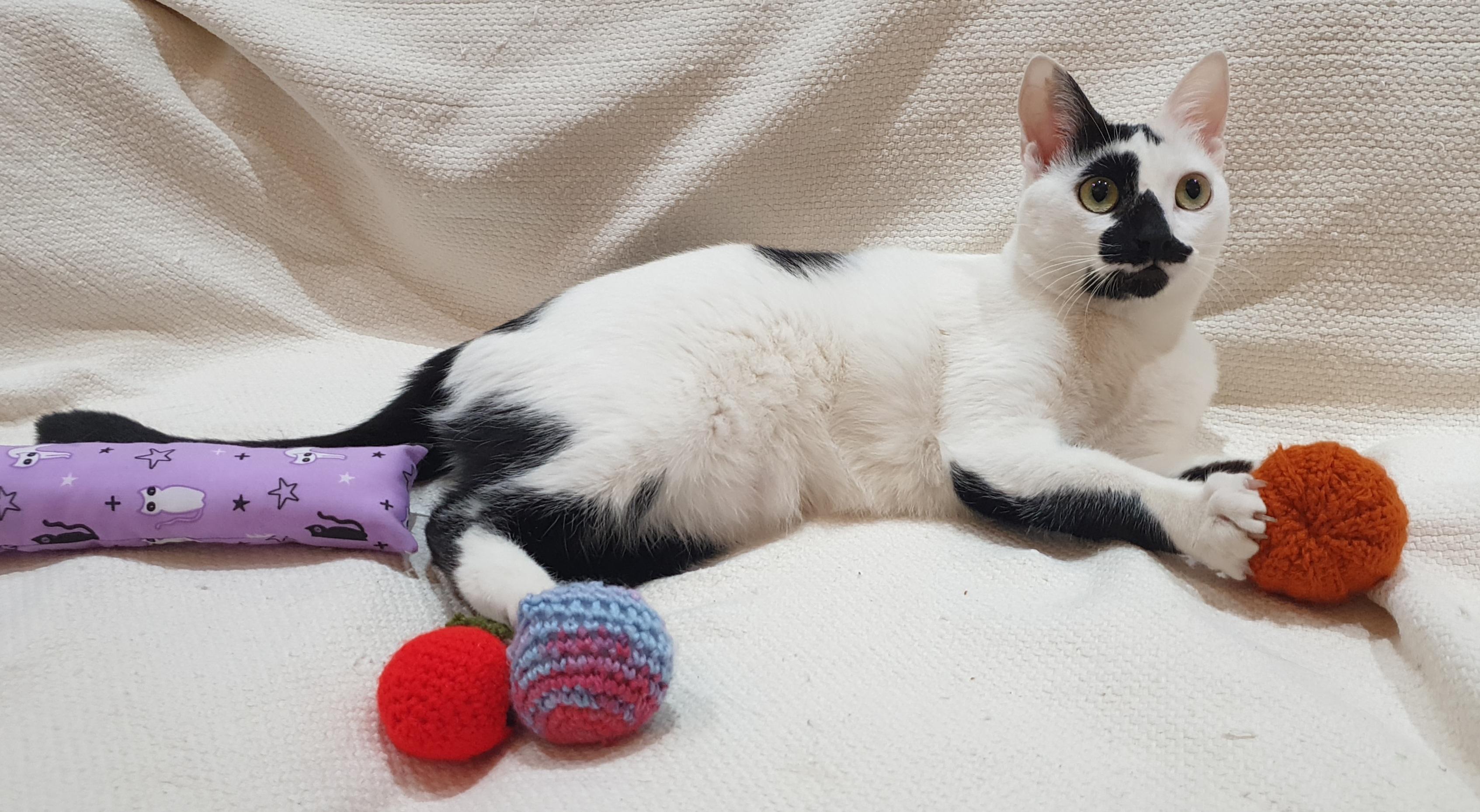 Enlarge Ushi, a ADOPTABLE mixed breed in North York, ON image 4/6