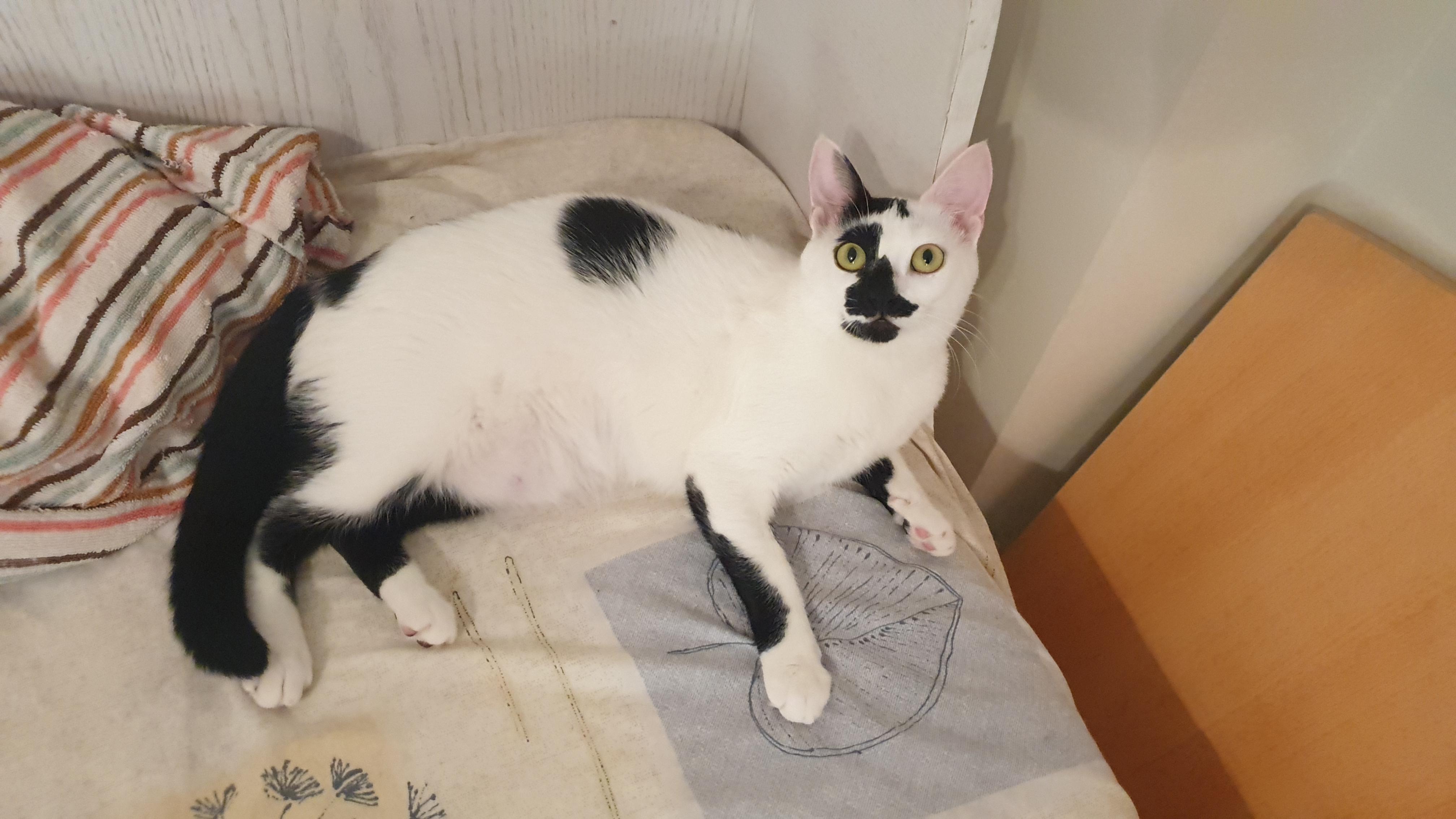 Enlarge Ushi, a ADOPTABLE mixed breed in North York, ON image 3/6