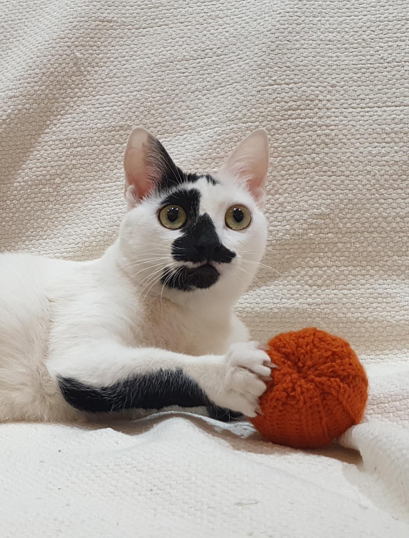 Enlarge Ushi, a ADOPTABLE mixed breed in North York, ON image 5/6