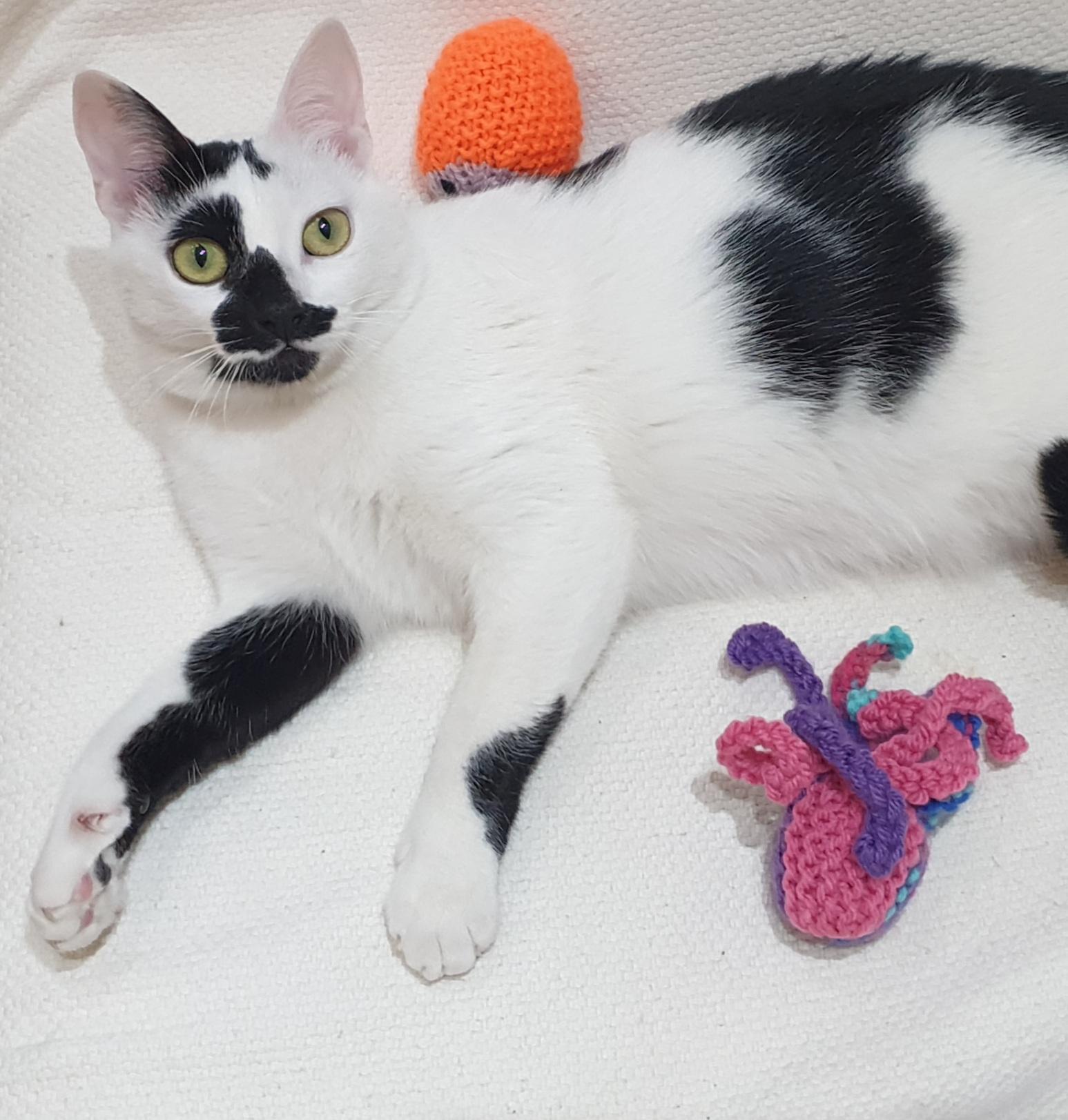 Ushi, ADOPTABLE, Young Female Domestic Short Hair.