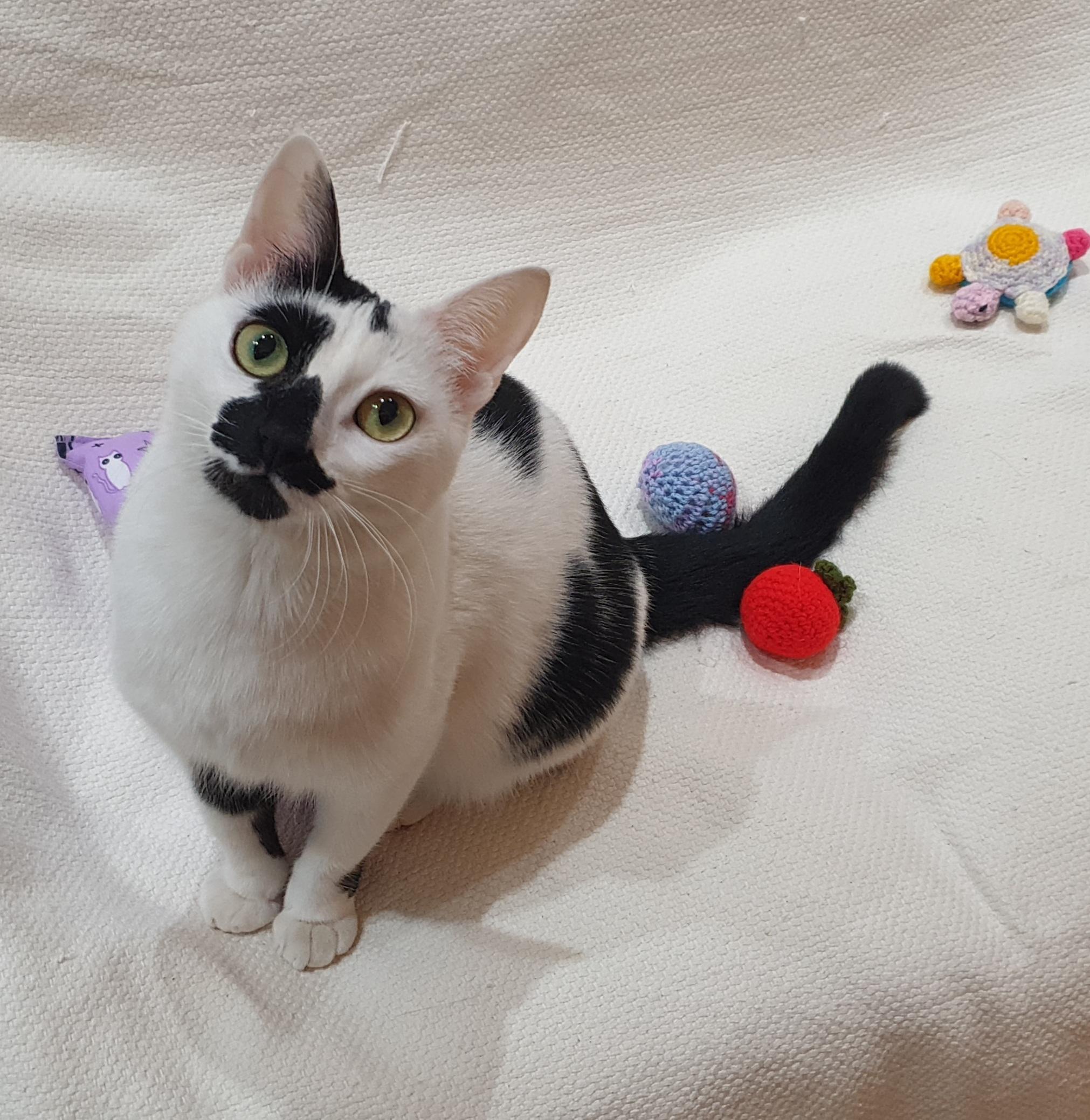 Enlarge Ushi, a ADOPTABLE mixed breed in North York, ON image 6/6