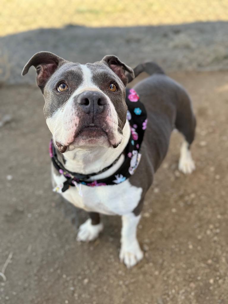 Enlarge Amani, a Adoptable Pit Bull Terrier in Tehachapi, CA image 1/2