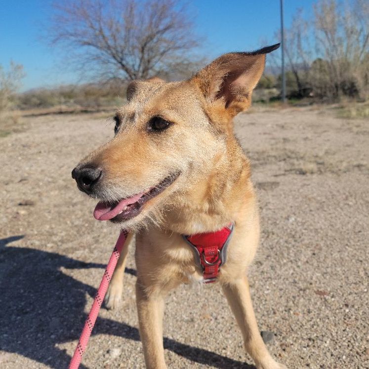 Enlarge Bambi, a Adoptable Terrier in Nogales , AZ image 1/6