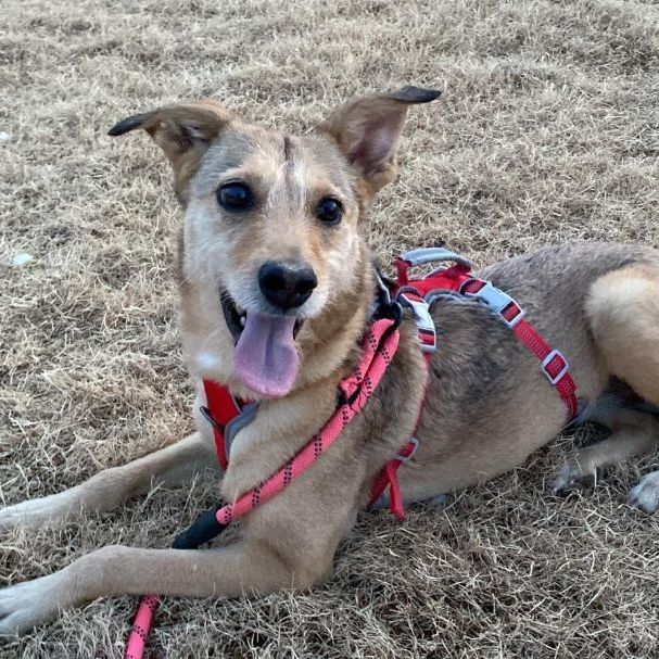 Enlarge Bambi, a Adoptable Terrier in Nogales , AZ image 2/6