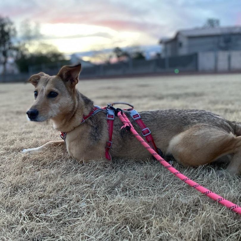 Enlarge Bambi, a Adoptable Terrier in Nogales , AZ image 3/6