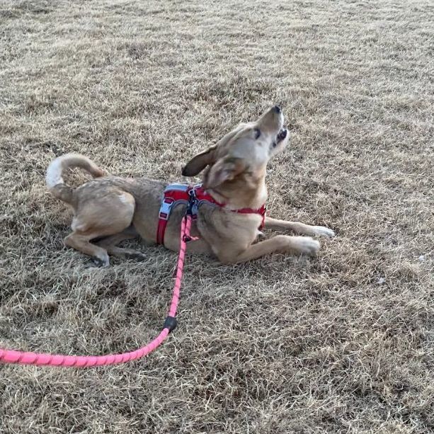 Enlarge Bambi, a Adoptable Terrier in Nogales , AZ image 5/6