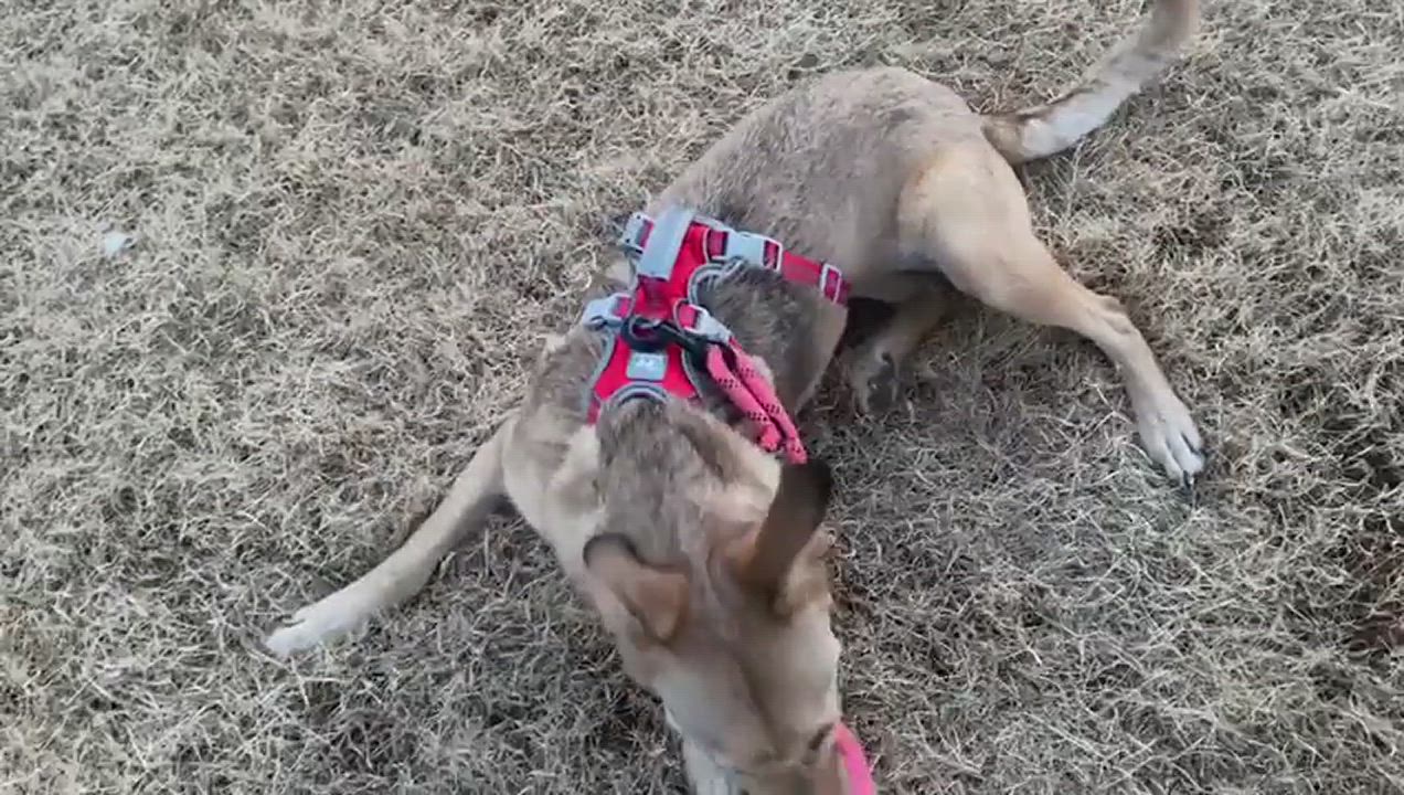 Enlarge Bambi, a Adoptable Terrier in Nogales , AZ video 6/6