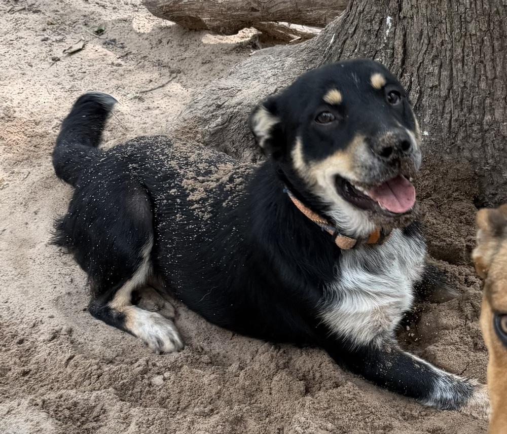 Nova, Adoptable, Puppy Female Australian Cattle Dog / Blue Heeler & Shepherd.