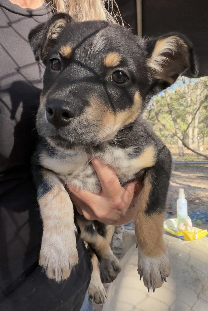 Enlarge Nova, a Adoptable mixed breed in Seguin, TX image 3/6