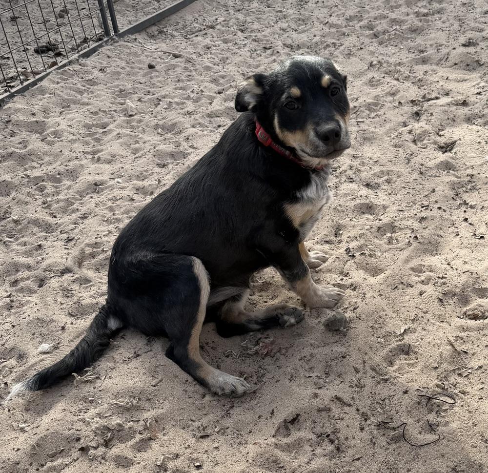 Enlarge Nova, a Adoptable mixed breed in Seguin, TX image 4/6