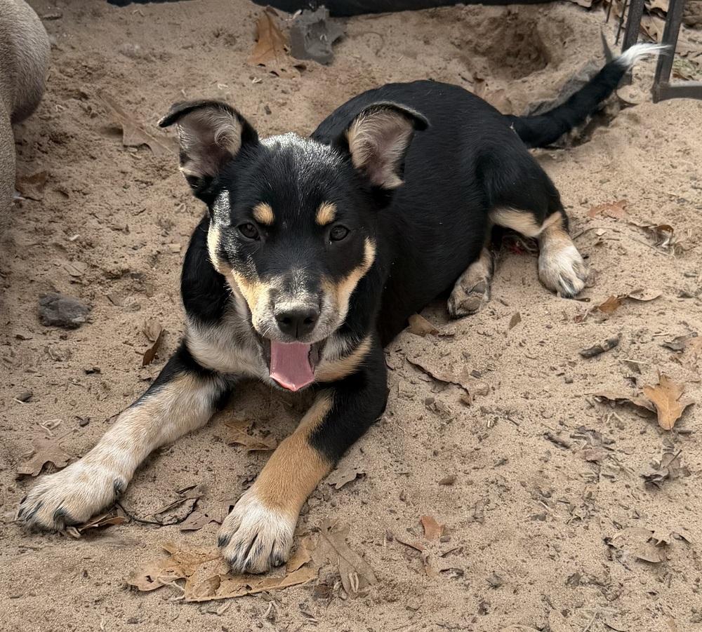 Enlarge Nova, a Adoptable mixed breed in Seguin, TX image 2/2