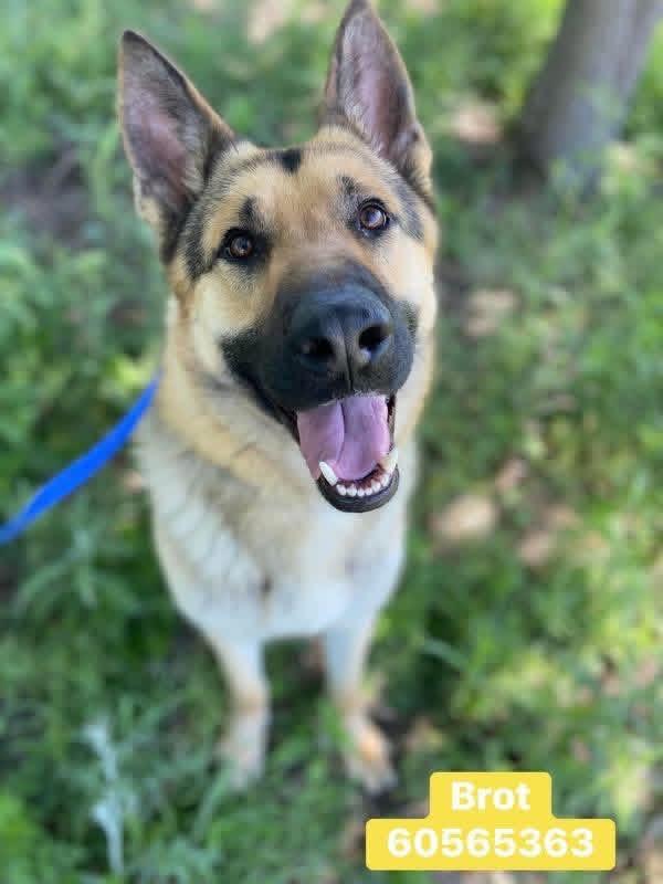 Broc, an adopted German Shepherd Dog in Green bay , WI image 2/6