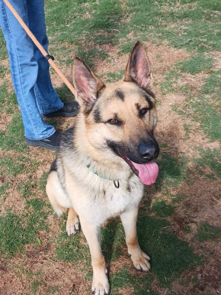 Broc, an adopted German Shepherd Dog in Green bay , WI image 5/6
