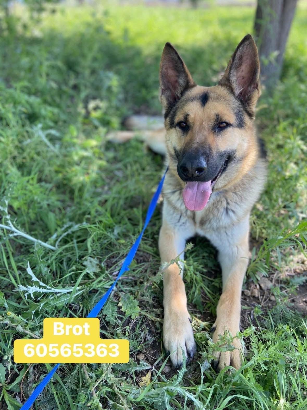 Broc, an adopted German Shepherd Dog in Green bay , WI image 1/6