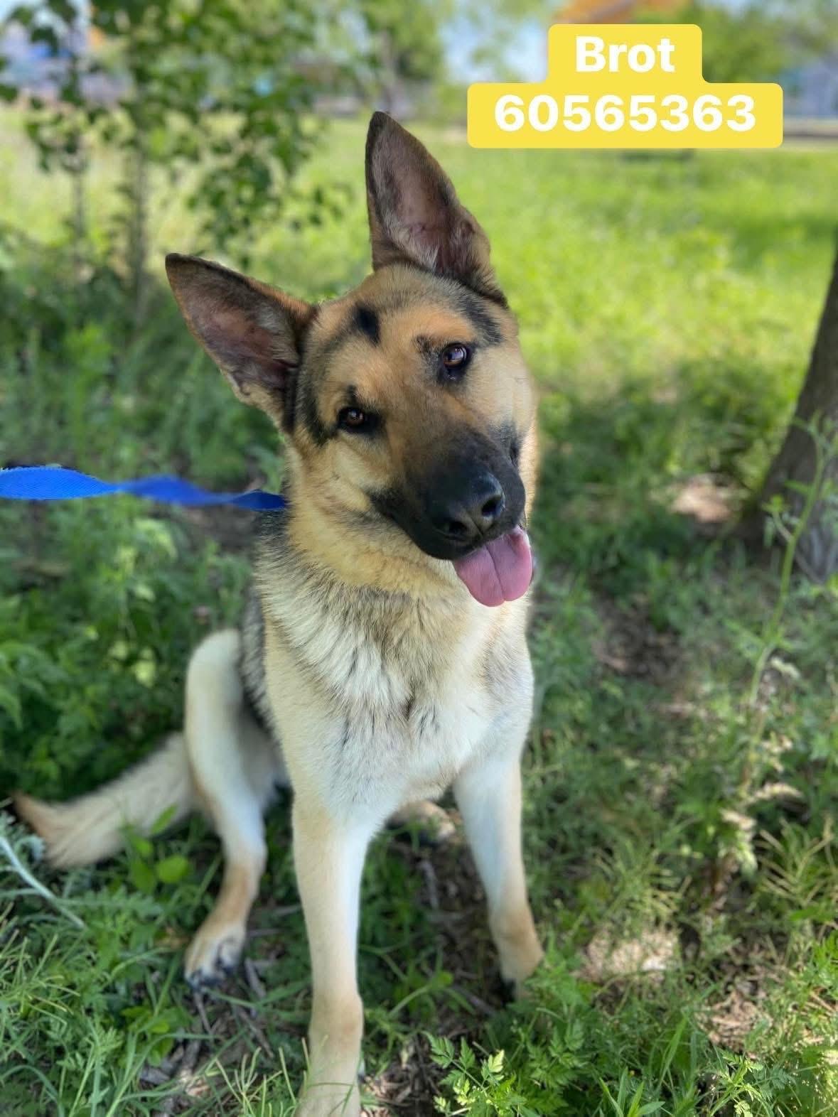 Broc, an adopted German Shepherd Dog in Green bay , WI image 6/6